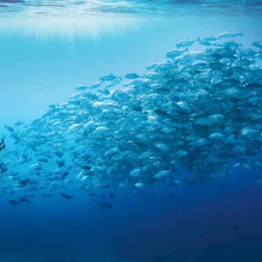 Diving in Tikehau