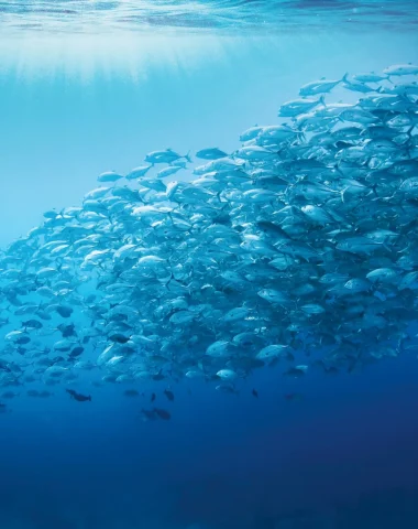 Diving in Tikehau