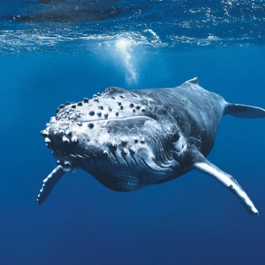 Diving in Rurutu