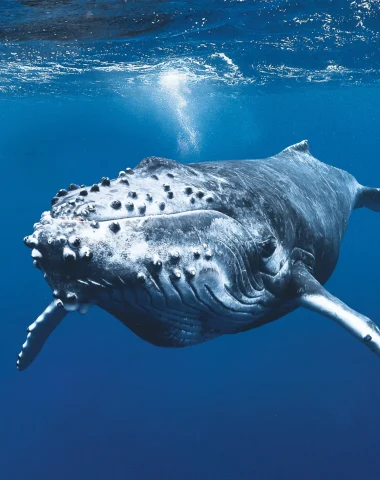 Diving in Rurutu