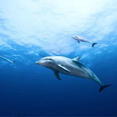 Diving in Rangiroa