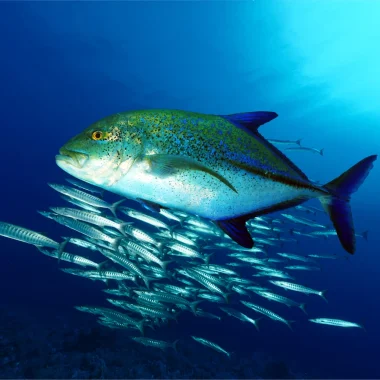 Diving in Tahaa