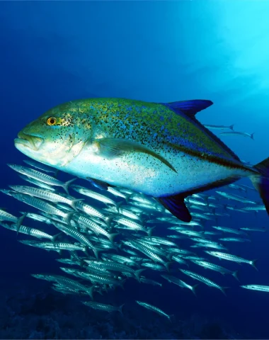 Diving in Tahaa