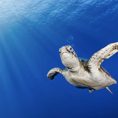 Diving in Tahiti