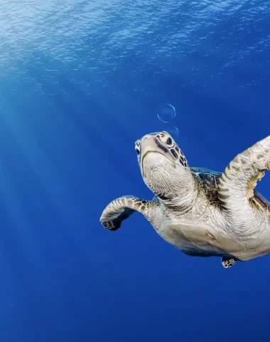 Diving in Tahiti
