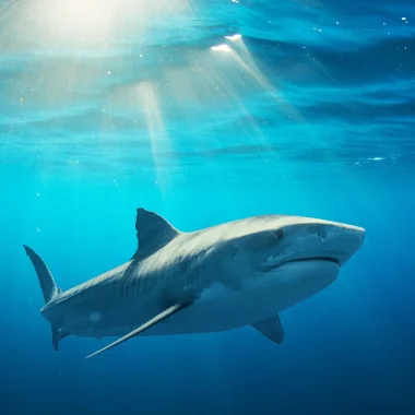 Diving in Tubuai