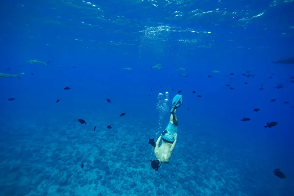 Plongez à la passe de bora bora en compagnie des requins de récif © Grégoire Le Bacon