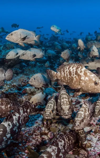 Merous in The Islands of Tahiti © Frédérique Legrand-