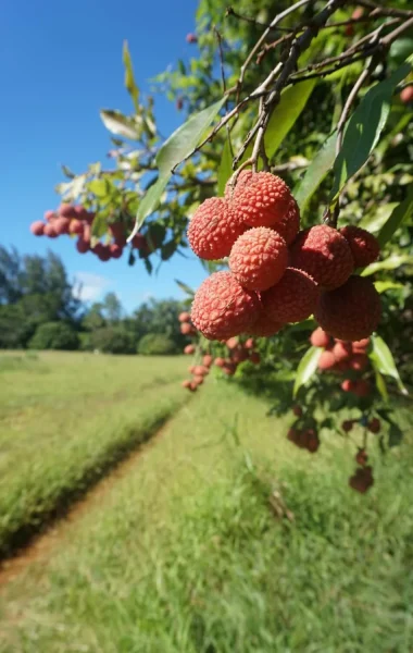 Lychees on the tree © Léa Parizot