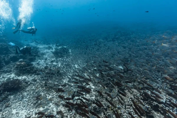 Plongée en compagnie de bancs de poissons © Alexandre Voyer