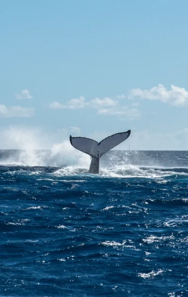 Whale tail © Grégory Lecoeur