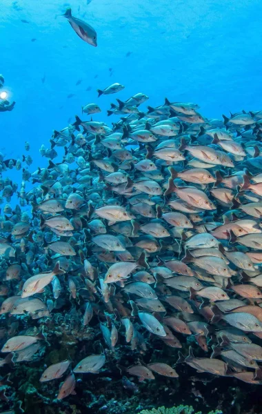 Diving in Rangiroa© Bernard Beaussier