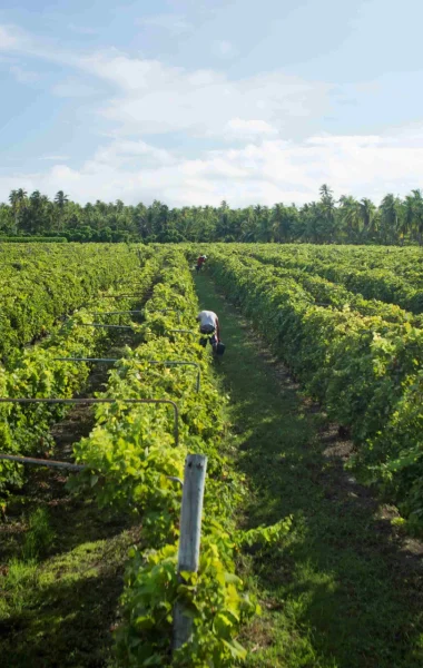 Rangiroa vineyard©gregoirelebacon