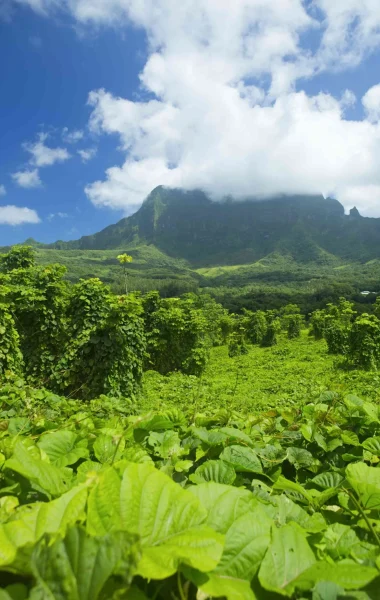 Randonnée en montagne sur l'île de Raiatea © Tahiti Tourisme