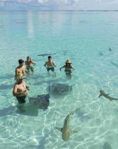 Stingray and shark swimming©_Grégoire Le Bacon