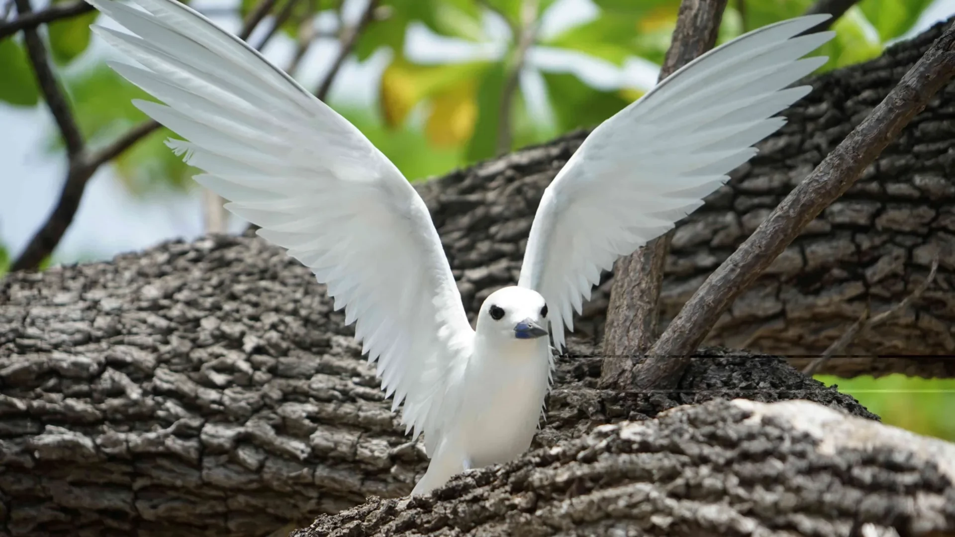 Birdwatching in Tetiaroa © Lei Tao