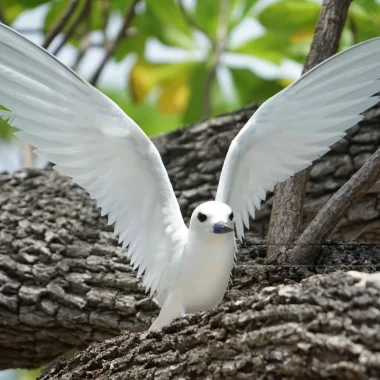 Birdwatching in Tetiaroa © Lei Tao