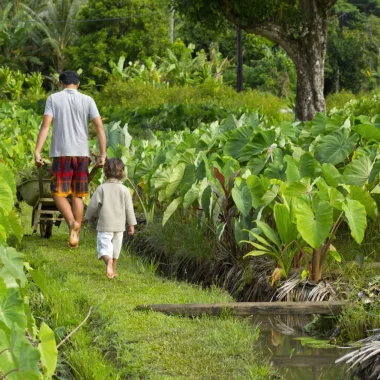 Taro fields in Rurutu © Tahiti Tourisme