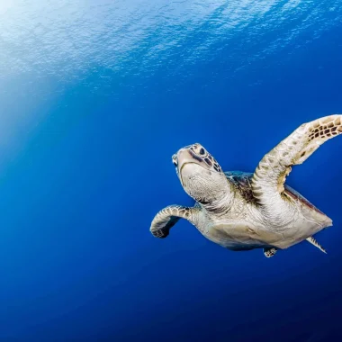 A young turtle in Tuamotu © Frédérique Legrand