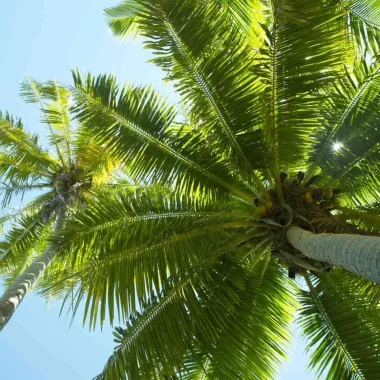 Tikehau palm tree © Tahiti Tourisme