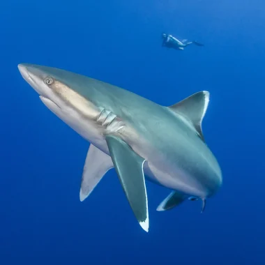 Reef sharks © Bernard Beaussier