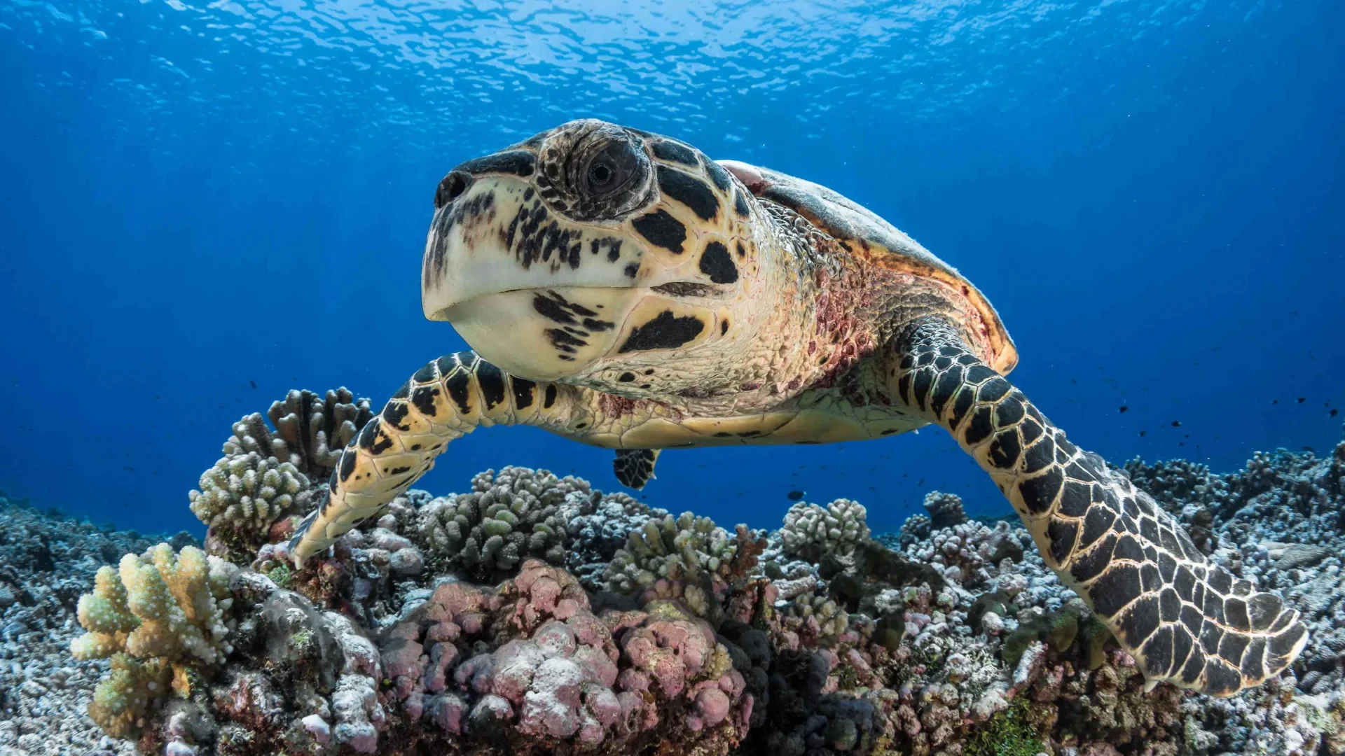 Turtle© Grégory Lecoeur