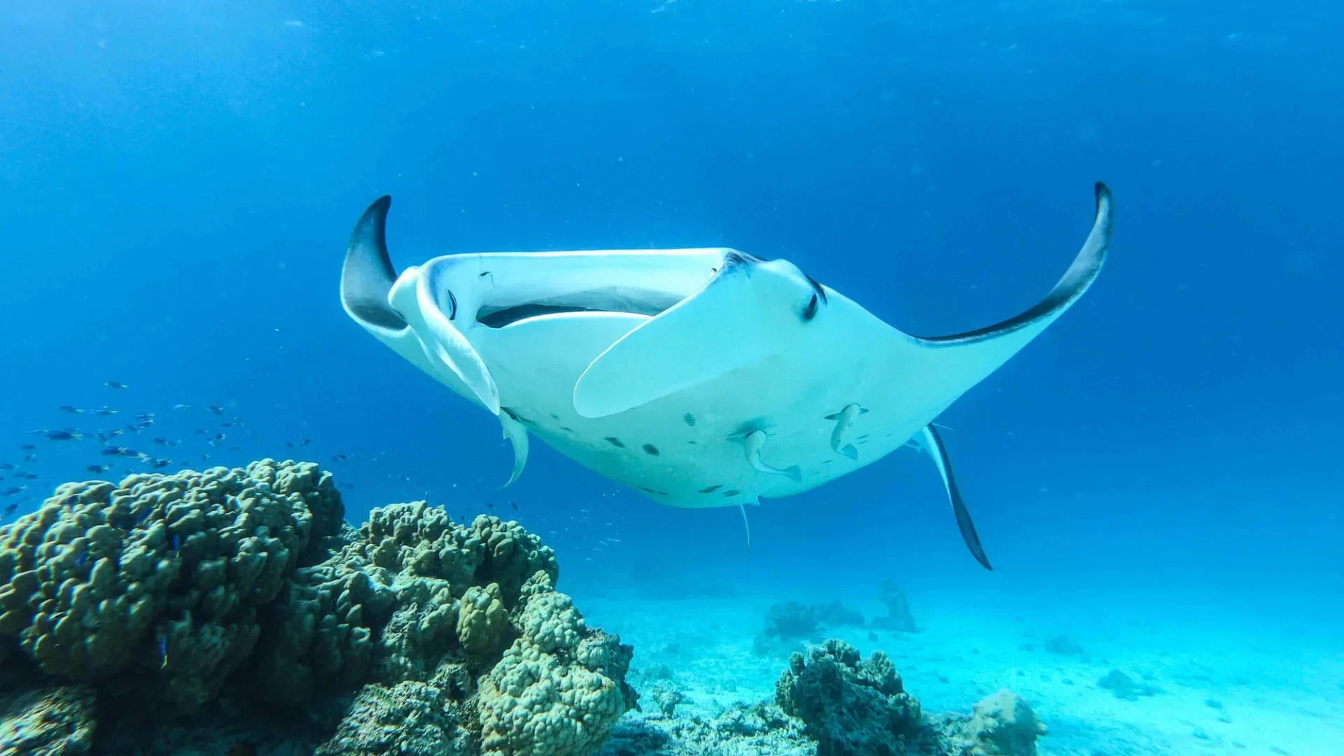Manta ray © Denis Grosmaire