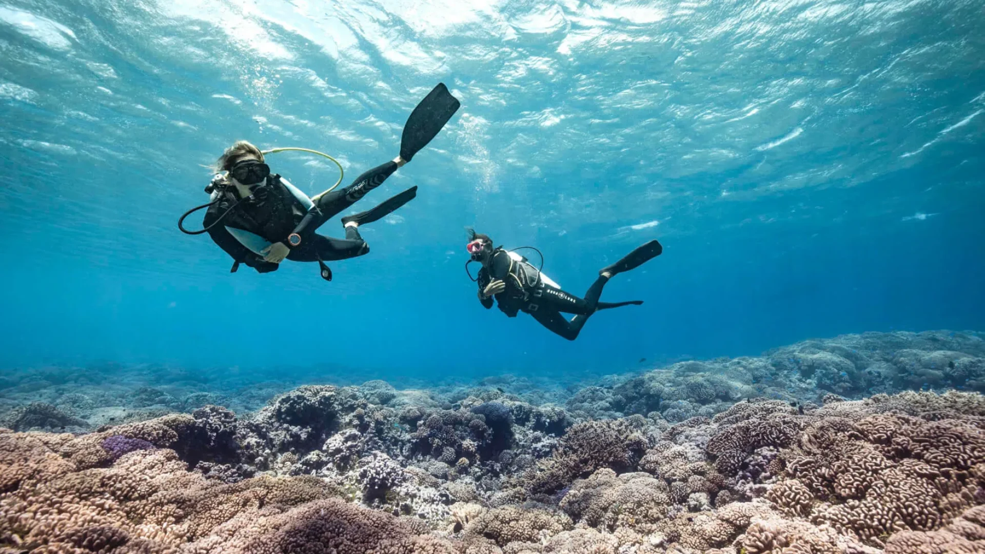 Diving Session © Alexandre Voyer