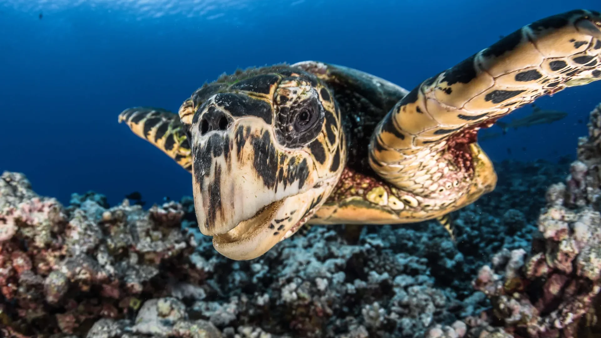 View of a turtle © Grégory Lecoeur
