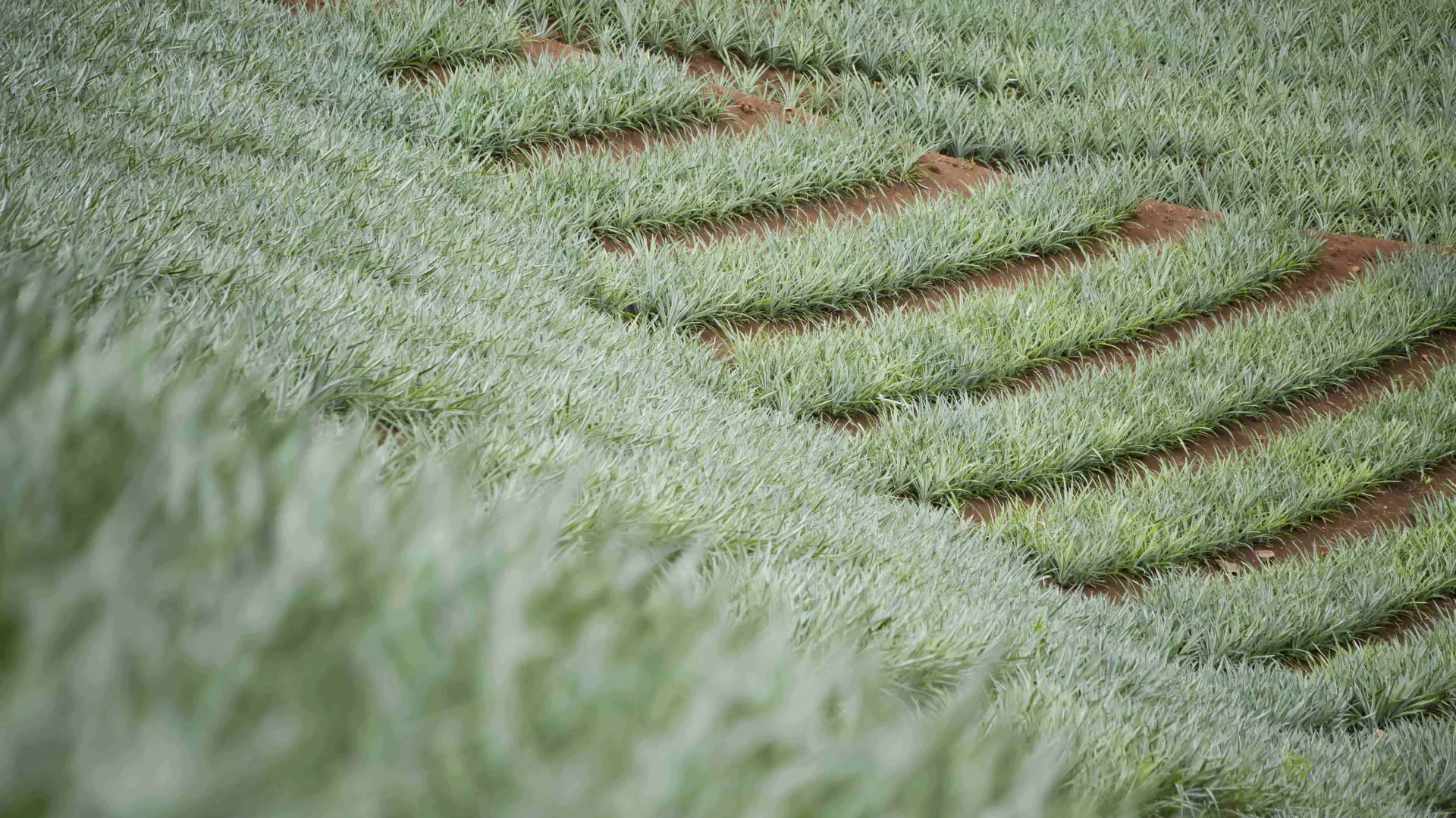 Pineapple fields in Moorea © Tahiti Tourisme