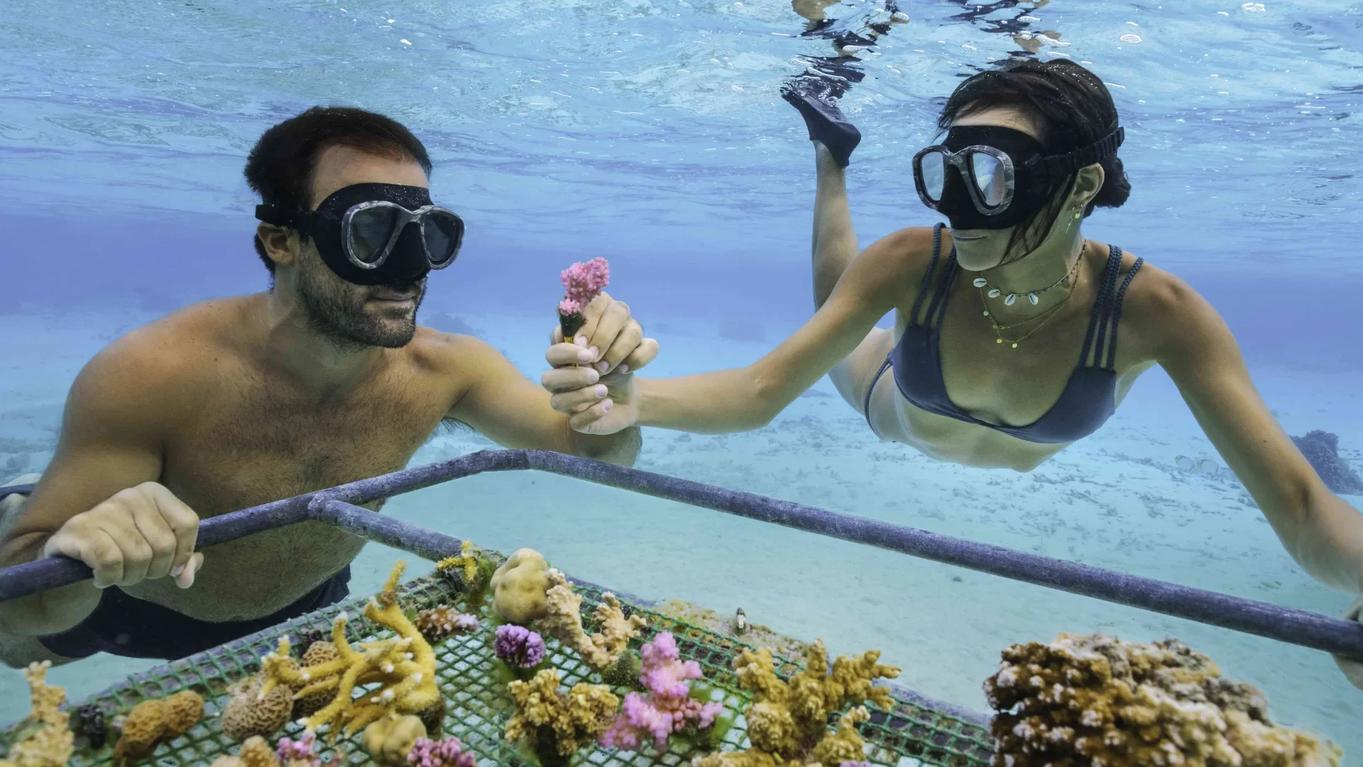 Planting a coral_© Myles McGuinness