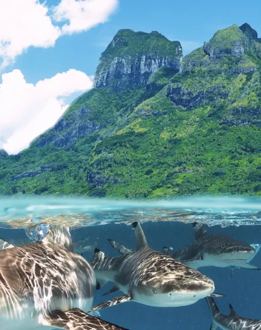 Diving in Bora Bora