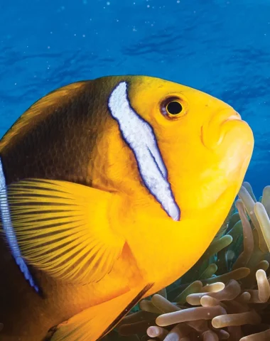 Diving in Huahine