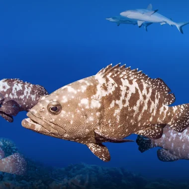 Diving in Manihi