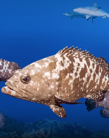 Diving in Manihi