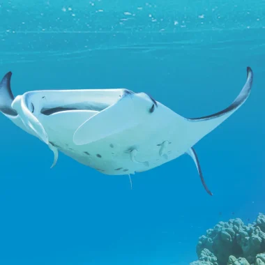 Diving in Maupiti