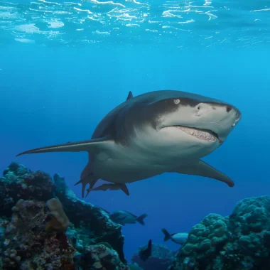 Diving in Moorea
