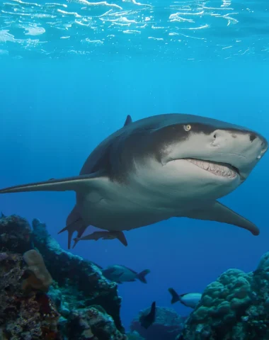 Diving in Moorea