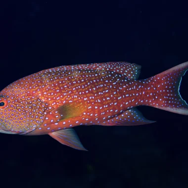 Diving in Raiatea