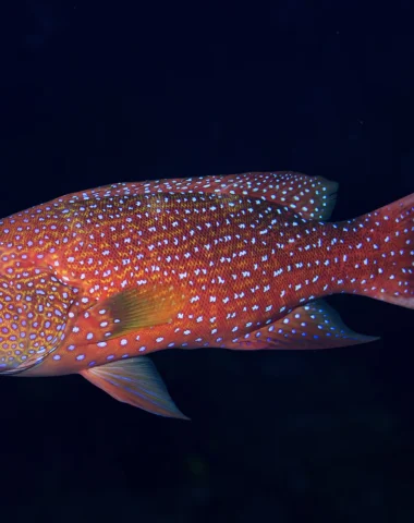 Diving in Raiatea